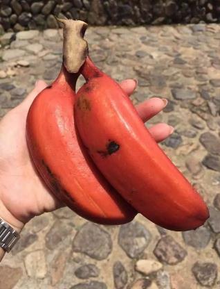 奇怪的香蕉 奇怪的香蕉