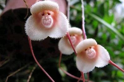 世界上最吓人的花