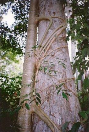 世界上最吓人的花