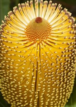 世界上最吓人的花