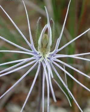 世界上最吓人的花