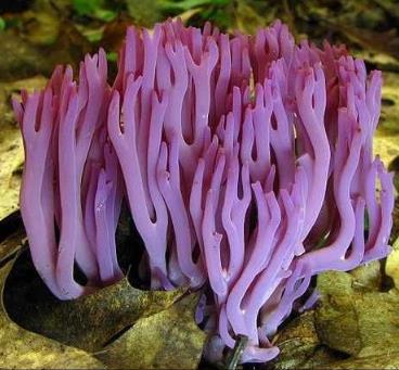 世界上最吓人的花