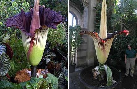 世界上最吓人的花