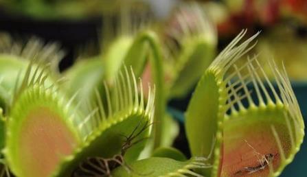 这几种植物遇见了就躲远点 这几种植物遇见了就躲远点