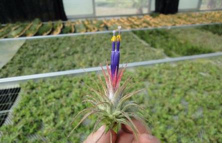 这几种植物遇见了就躲远点 这几种植物遇见了就躲远点