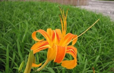 这几种植物遇见了就躲远点 这几种植物遇见了就躲远点