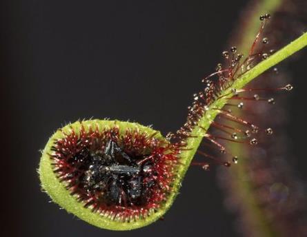 这几种植物遇见了就躲远点 这几种植物遇见了就躲远点