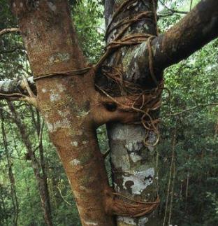 这几种植物遇见了就躲远点 这几种植物遇见了就躲远点