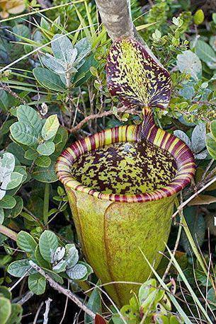 这几种漂亮的植物遇见了千万不能摸