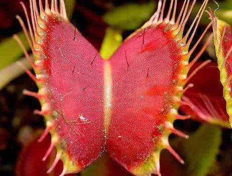 这几种漂亮的植物遇见了千万不能摸