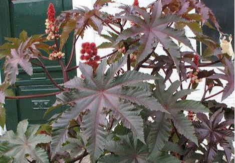 这几种漂亮的植物遇见了千万不能摸