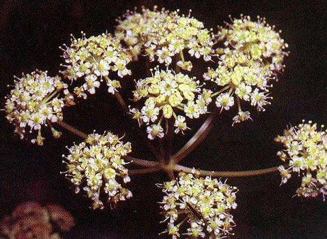 这几种漂亮的植物遇见了千万不能摸