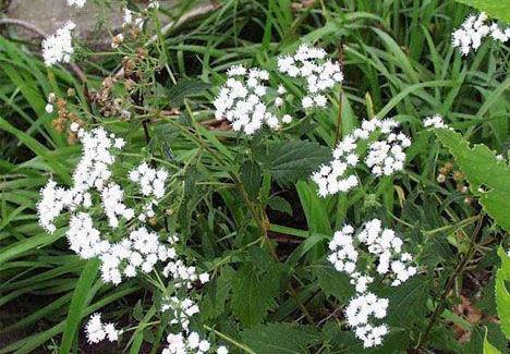 这几种漂亮的植物遇见了千万不能摸