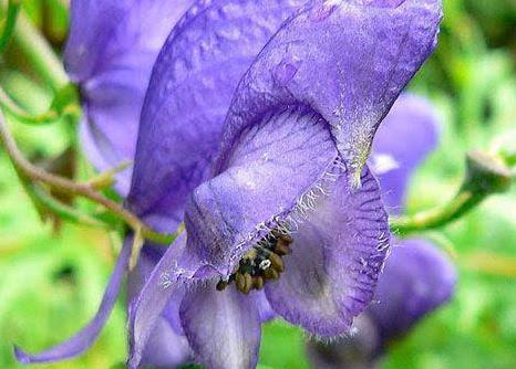 这几种漂亮的植物遇见了千万不能摸