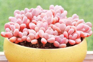 多肉见过不少 多肉见过不少