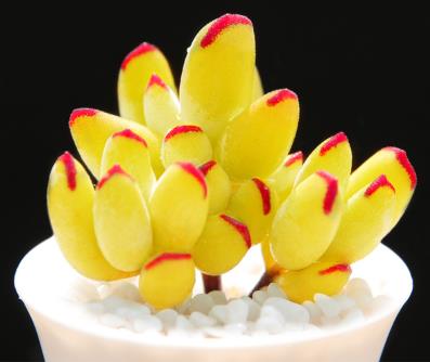 多肉见过不少 多肉见过不少