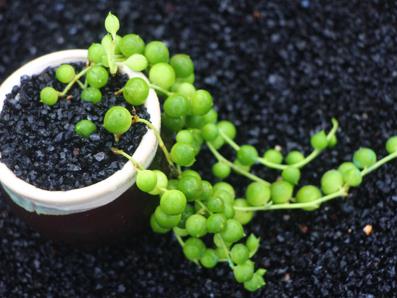 多肉见过不少 多肉见过不少