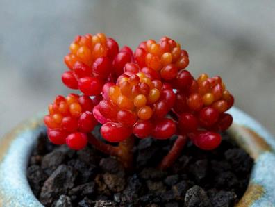 多肉见过不少 多肉见过不少