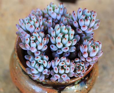 多肉见过不少 多肉见过不少