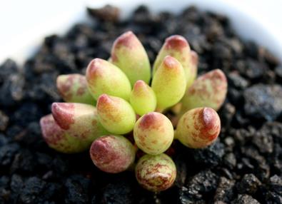 多肉见过不少 多肉见过不少