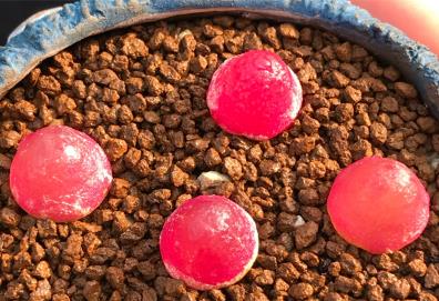 多肉见过不少 多肉见过不少