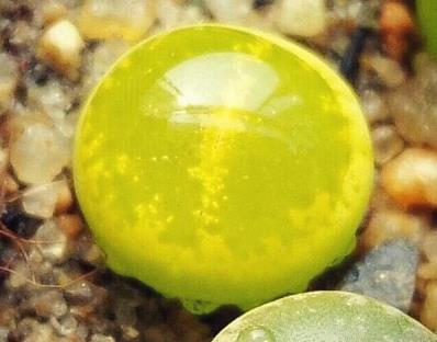 多肉见过不少 多肉见过不少