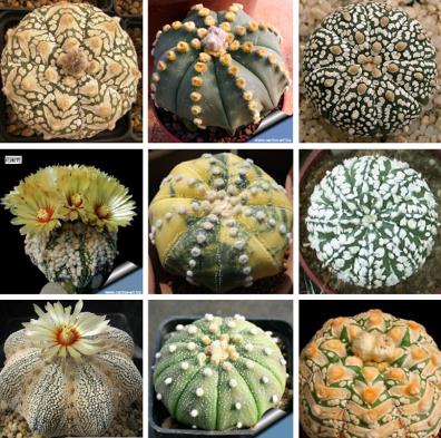 多肉见过不少 多肉见过不少