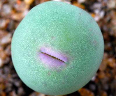 多肉见过不少 多肉见过不少