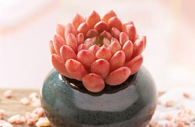 多肉见过不少 多肉见过不少