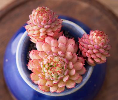 多肉见过不少 多肉见过不少