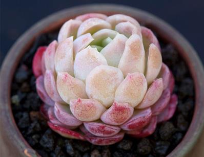 多肉见过不少 多肉见过不少