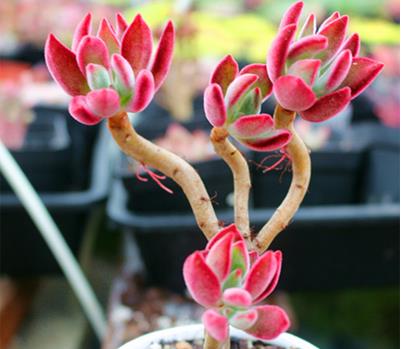 多肉见过不少 多肉见过不少