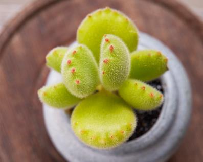 多肉见过不少 多肉见过不少