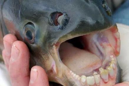 世界上最奇怪的动物 世界上最奇怪的动物