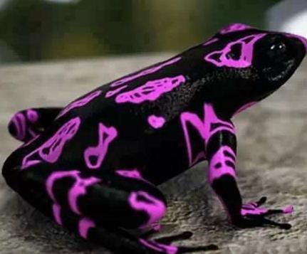 世界上最奇怪的动物 世界上最奇怪的动物