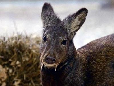 世界上最奇怪的动物 世界上最奇怪的动物