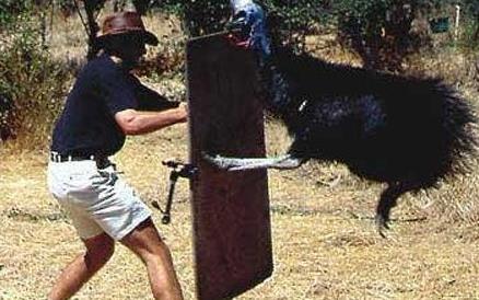 世界上最奇怪的动物 世界上最奇怪的动物