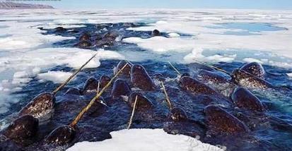 世界上最奇怪的动物 世界上最奇怪的动物