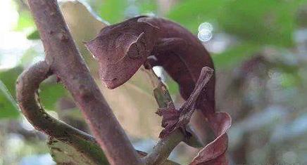 世界上最奇怪的动物 世界上最奇怪的动物