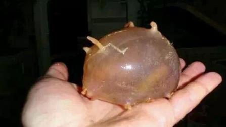 世界上最奇怪的动物