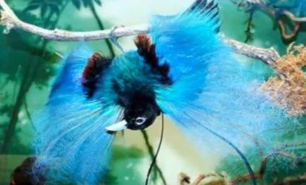 世界上最奇怪的动物