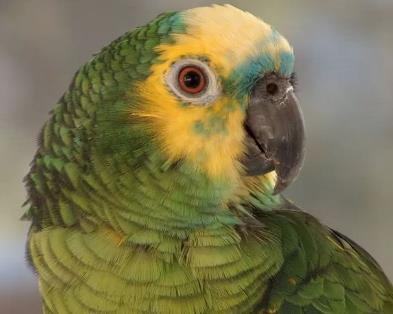 为什么大家都对灰鹦鹉这么痴迷