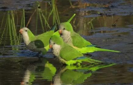 为什么大家都对灰鹦鹉这么痴迷