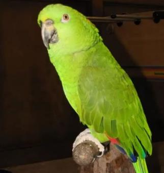 为什么大家都对灰鹦鹉这么痴迷