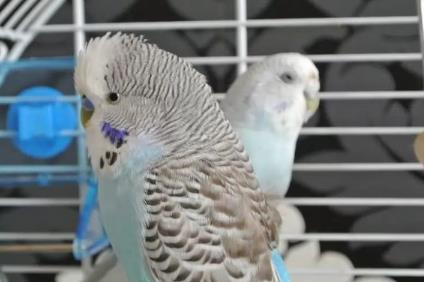 为什么大家都对灰鹦鹉这么痴迷