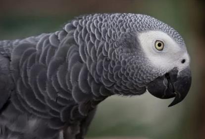 为什么大家都对灰鹦鹉这么痴迷