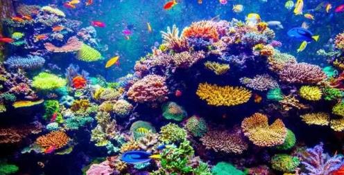 海洋奇观 海洋奇观