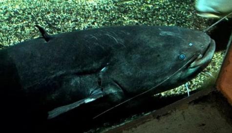 世界十大致命的鱼 世界十大致命的鱼