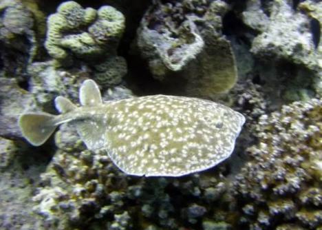 世界十大致命的鱼 世界十大致命的鱼