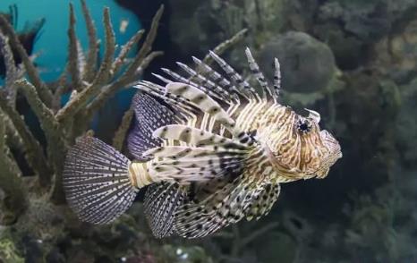 世界十大致命的鱼 世界十大致命的鱼